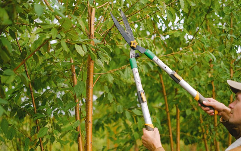 Tree trimming in Victor, WV
